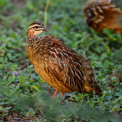 Common Quail - Coturnix coturnix, shy ground bird from worldwide bushes and savannahs, Tsavo east, Kenya.