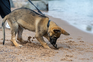An eleven weeks old German Shepherd puppy playing on a sandy beach. Digging in the sand