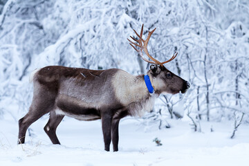Finnish forest reindeer near the winter forest. Trees in the snow. Finland