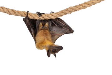 Young adult flying fox, fruit bat aka Megabat of chiroptera, hanging facing camera on sisal rope with both wings folded. Looking to the side away from camera. Isolated on white background.