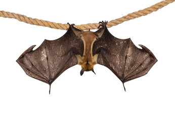 Young adult flying fox, fruit bat aka Megabat of chiroptera, hanging backwards on sisal rope with...