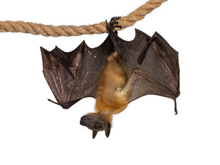 Young adult flying fox, fruit bat aka Megabat of chiroptera, hanging facing camera on sisal rope...