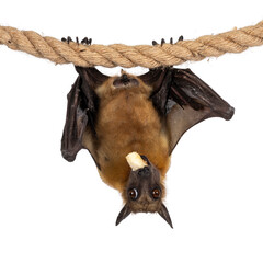 Young adult flying fox, fruit bat aka Megabat of chiroptera, hanging facing camera on sisal rope...
