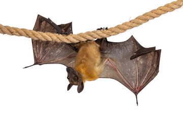 Young adult flying fox, fruit bat aka Megabat of chiroptera, hanging side ways on sisal rope with both spread showing structure of the bones. Looking to the side away from camera. Isolated on white ba