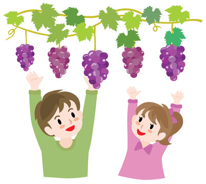 ぶどう狩り の画像 3 503 件の Stock 写真 ベクターおよびビデオ Adobe Stock