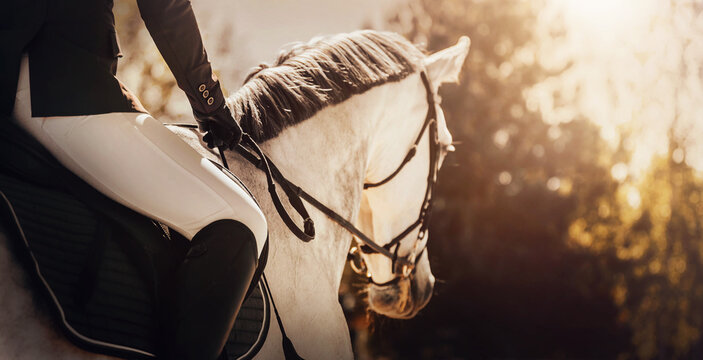 A beautiful dappled gray horse with a rider in the saddle is walking in the park among the trees on a sunny summer morning. Horse riding. Rear view.