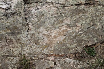 bark texture