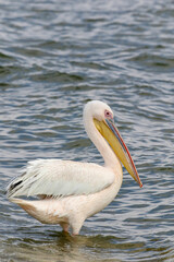 Great White Pelican, Walvis Bay, Namibia