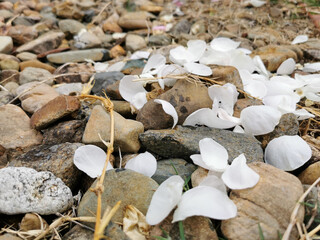 stones on the beach