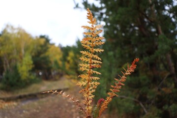 fern in the forest