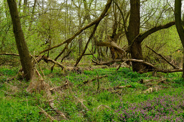 Naturschutzgebiet Altmain und Sandmagerrasen bei Limbach, Landkreis Hassberge, Unterfranken, Franken, Bayern, Deutschland