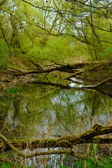 Naturschutzgebiet Altmain und Sandmagerrasen bei Limbach, Landkreis Hassberge, Unterfranken, Franken, Bayern, Deutschland