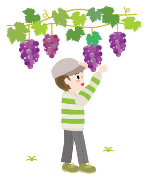 ブドウ狩り の画像 3 179 件の Stock 写真 ベクターおよびビデオ Adobe Stock