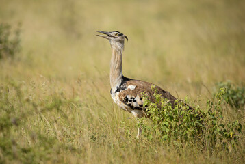 Kori Bustard - Ardeotis kori, large ground bird from African savannas, Tsavo East, Kenya.