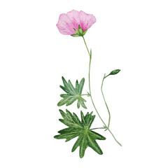 watercolor pink flower botanical illustration