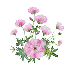 Obraz premium watercolor pink flower geranium composition