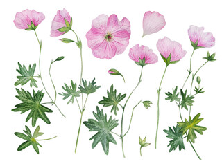 watercolor pink flower geranium set