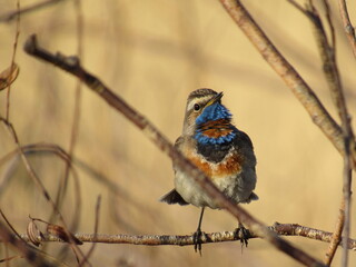 robin on branch