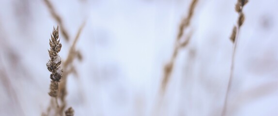 Dry plant, grass on the white snow. Abstract natural winter background with copy space. Wintertime. Selective focus. Banner.	