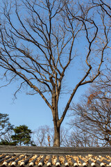 tree and sky