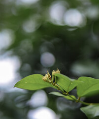 green caterpillar on a leaf