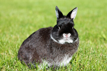 Little black rabbit on green grass background. Netherland Dwarf Rabbit on spring lawn.