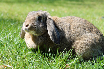 Brown Lop-earred rabbit on spring green grass background.