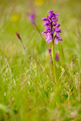 Kleines Knabenkraut, Anacamptis morio, Orchis morio