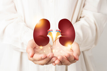 World kidney day. Doctor hands holding healthy kidney anatomy. Kidney disease treatment, renal...