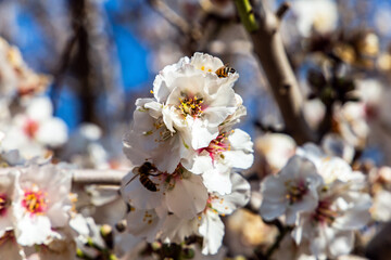 Obraz premium Snow-white double flowers