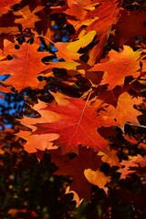 Yellow to orange to red alternate lobed autumn leaves of Northern Red Oak, latin name Quercus Rubra, in afternoon sunshine. 