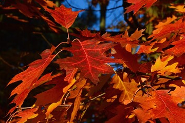Orange to red alternate lobed autumn leaves of Northern Red Oak, latin name Quercus Rubra, in afternoon sunshine. 