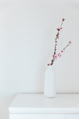 Almond blossom twigs in a white vase. White background, copy space.