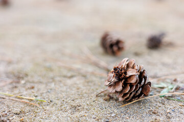 松ぼっくりとコピースペース