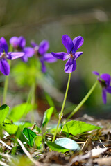 Hohes Veilchen, Viola elatior