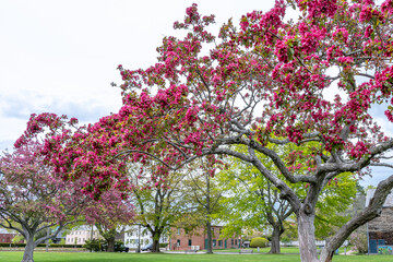 Trees along an alley with lush blossoms of the Redbuds tree in spring in New England. Prescott Park. Portsmouth, New Hampshire, USA