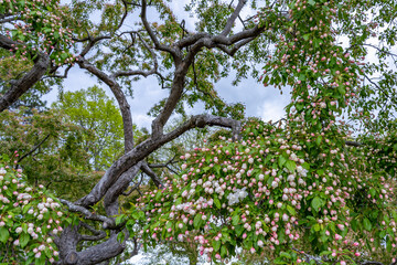 Fototapeta premium Branches are profusely strewn with white-pink tender buds of old flowering Crabapple (Malus) tree against a cloudy sky in New England spring. Portsmouth, New Hampshire, USA