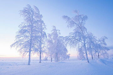 Frosty trees all covered in frost and snow at dawn in winter. Beautiful winter natural background