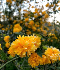 Amazing flowers in macro in the foreground  