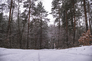 snow covered pine forest