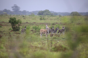 white deer