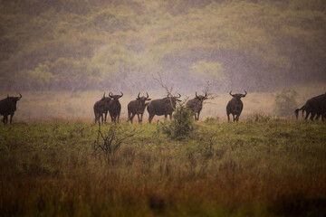 herd of wildebeest