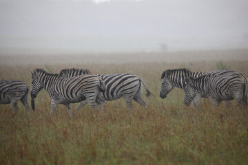 Fototapeta na wymiar zebras in the savannah