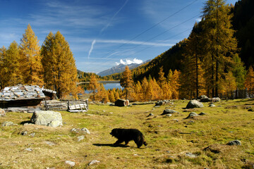 Herbstlicher Weißbrunnsee im Ultental
