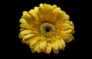 yellow flower on black