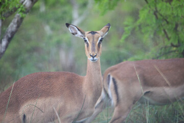 impala in the savannah