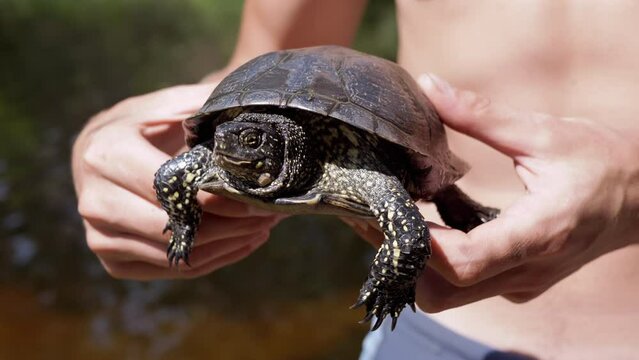 Male, Standing by the River, Holds a Pond Turtle in Hands. A caught European green tortoise pokes head out of the shell, moves powerful paws with claws. Emys orbicularis in beam sunlight. Summertime.