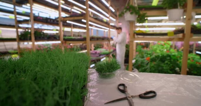 Farmer works ath the microgreens vertical farm, vitaminized superfood, agriculture business, 4k 60p Prores