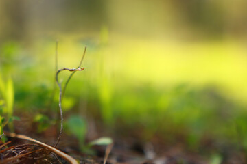 Fresh grass growing in the forest at spring
