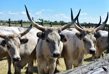 Wild cattles on the meadow in Hortobagy, Hungary